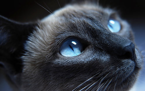 ヒマラヤ猫、猫、シャム、青い目、銃口、美しい、クローズアップ、 HDデスクトップの壁紙 HD wallpaper