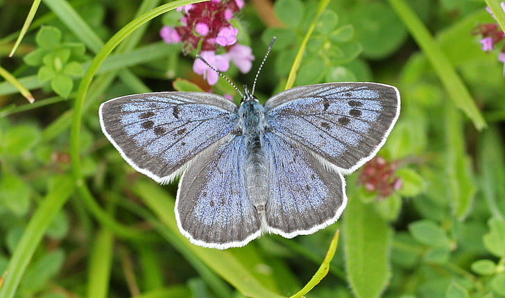 Schmetterlings-Natur-Insekten-Makro-Zoom Schließen Sie HD, geläufiger blauer Schmetterling, Insekten, Schmetterling, Abschluss, Makro, Natur, Zoom, HD-Hintergrundbild