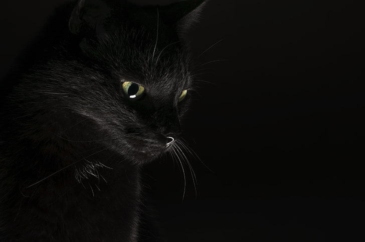 svart katt, ögon, blick, bakgrund, svart, Koshak, HD tapet