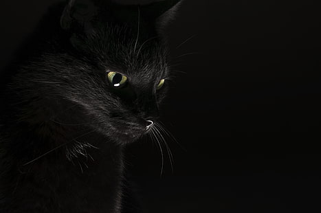 черная кошка, глаза, взгляд, фон, черный, кошак, HD обои HD wallpaper
