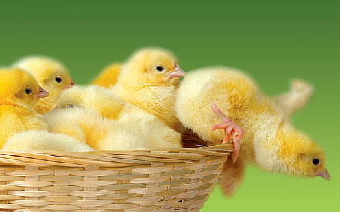 ฝูงลูกไก่ลูกไก่ตะกร้ากระโดด, วอลล์เปเปอร์ HD HD wallpaper