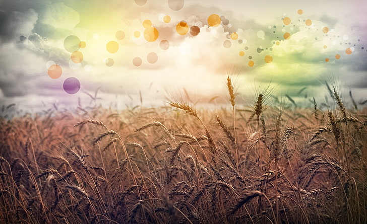 Rainbow Country, wheat field, Aero, Creative, Rainbow, Wheat, Golden, Summertime, Fields, Country, digital art, bokeh, HD wallpaper