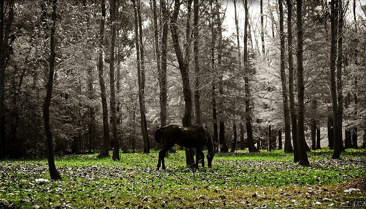 Uruguay, cavallo, animali, Sfondo HD