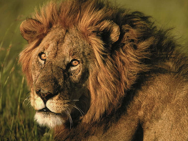 Lion, Big Cat, Yellow Fur, King, Powerful, lion, big cat, yellow fur, king, powerful, HD wallpaper