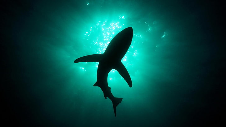 tiburón gris, animales, tiburones, mar, luz natural, bajo el agua, Fondo de pantalla HD