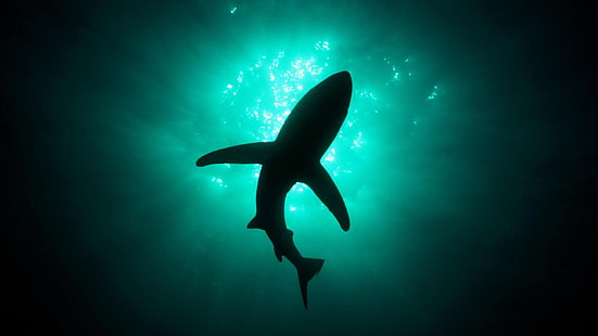 灰色のサメ、動物、サメ、海、自然光、水中、 HDデスクトップの壁紙 HD wallpaper