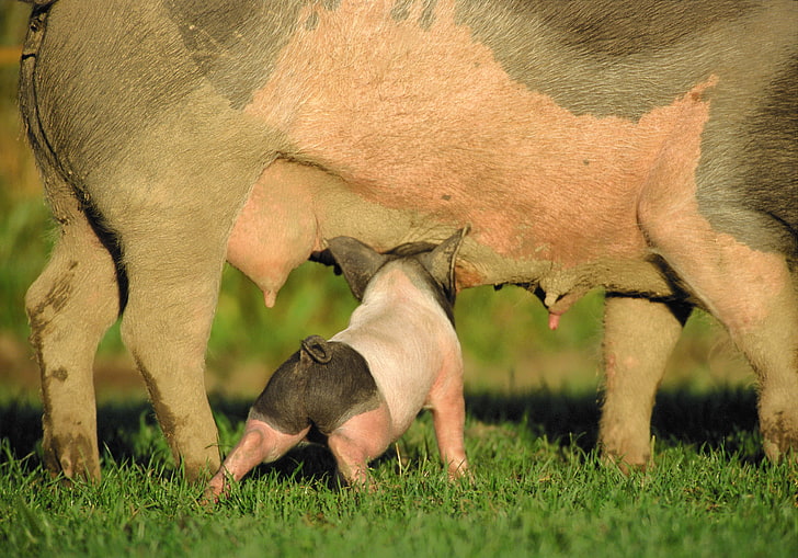 회색과 분홍색 돼지, 돼지, 돼지, 포유류, HD 배경 화면