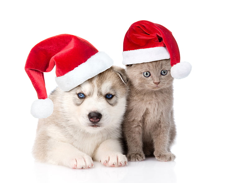 short-haired cat cat and husky puppy, kitty, hat, New year, Christmas, friends, husky, Dogs, caps, Cats, HD wallpaper