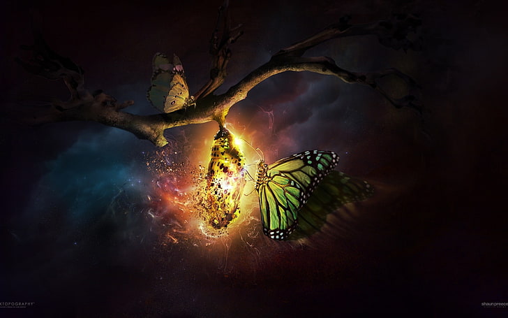 Desktopography, butterfly, Cocoon, night, nature, CGI, digital art, glowing, trees, sky, clouds, HD wallpaper