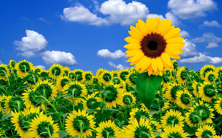 Sunshine to Brighten Your Day, sunflowers, sunshine, brighten, your, HD wallpaper