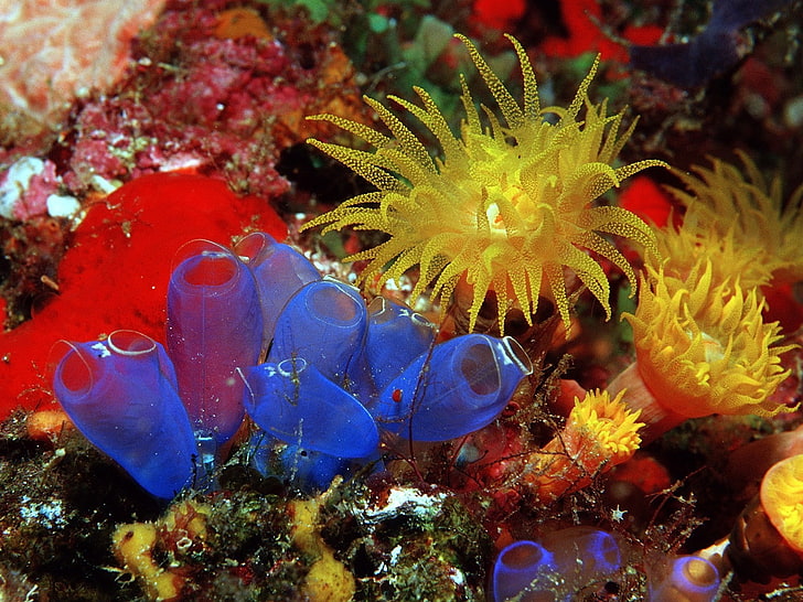 anemon laut, karang, bawah air, Wallpaper HD
