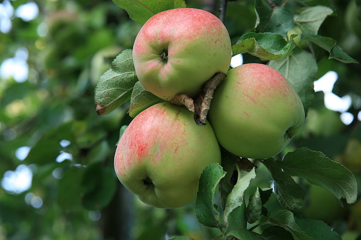 Three green apple fruits, nature, apples, Apple, food, morning, garden, HD  wallpaper | Wallpaperbetter