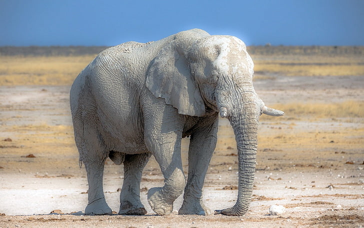 grå elefant, elefant, natur, afrika, HD tapet