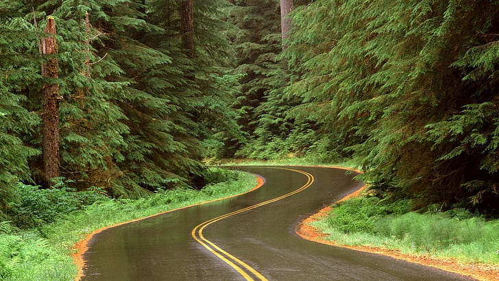 Lluvia en un camino en Olympic Np Washington, bosque, sinuoso, camino, lluvia, naturaleza y paisajes, Fondo de pantalla HD