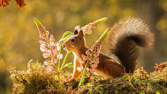  Animal, Squirrel, Rodent, Wildlife, HD wallpaper HD wallpaper