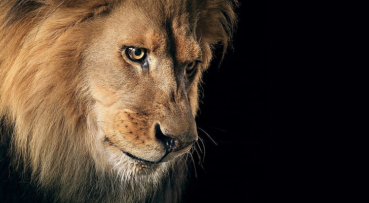 Beautiful Lion Portrait, Animals, Wild, HD wallpaper