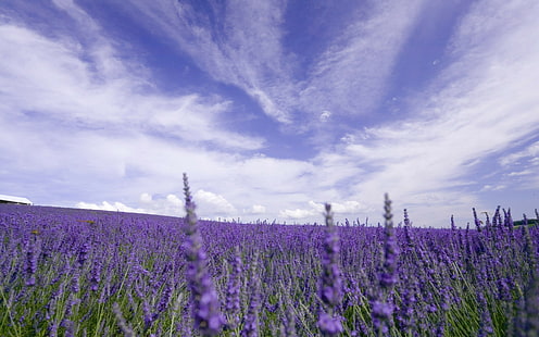 Natur, Blumen, Lavendel, lila Blumen, Feld, Provence, Frankreich, HD-Hintergrundbild HD wallpaper