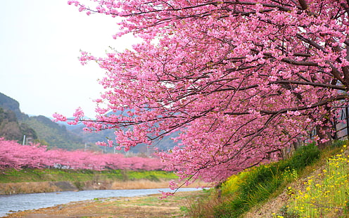 Pink Flowers Blooming Cherry Tree In Kawazu Japan Wallpaper Hd for Desktop 3840 × 2400, HD тапет HD wallpaper