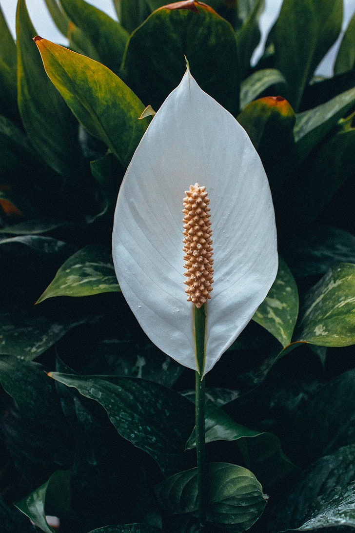 Flor blanca pelada, cala, blanca, flor, Fondo de pantalla HD |  Wallpaperbetter