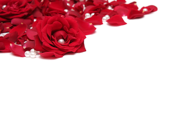 red rose, flowers, roses, petals, red, white background, pearl, beads, HD wallpaper
