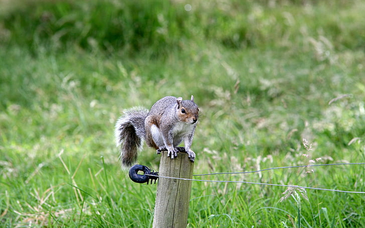 brown squirrel, squirrel, climb, fence, grass, HD wallpaper
