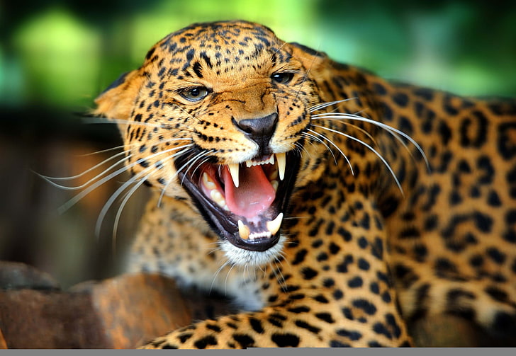 papel de parede de leopardo marrom e preto, leopardo, gato selvagem, rosnar, rosnar, raiva, queda, HD papel de parede