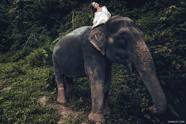 animals, elephant, Ivan Chinilov, model, women, HD wallpaper