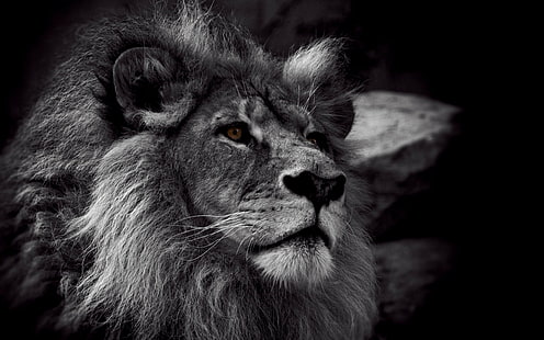 svartvitt, lejon, djur, HD tapet HD wallpaper