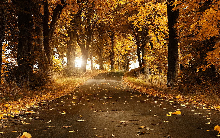 أشجار القيقب البني ، الأوراق ، الغابات ، الطريق ، الخريف ، العشب ، الأشجار ، الطبيعة، خلفية HD