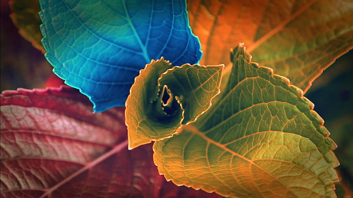 Blätter, HD-Hintergrundbild