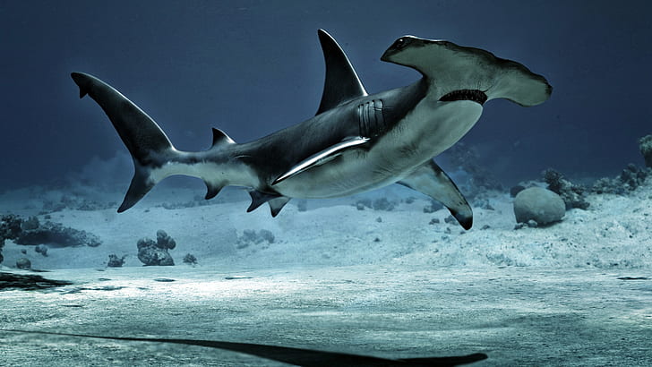 Alessandro Mastronardi, requins-marteaux, requins marteaux, poisson-marteau, HammerHead, squad margarinefabrik requins, une famille de poissons cartilagineux, Fond d'écran HD