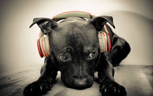 검은 미국 핏불 테리어 강아지, 개, 헤드폰, 친다, 동물, 음악, 어두운, 선택적 채색, HD 배경 화면 HD wallpaper