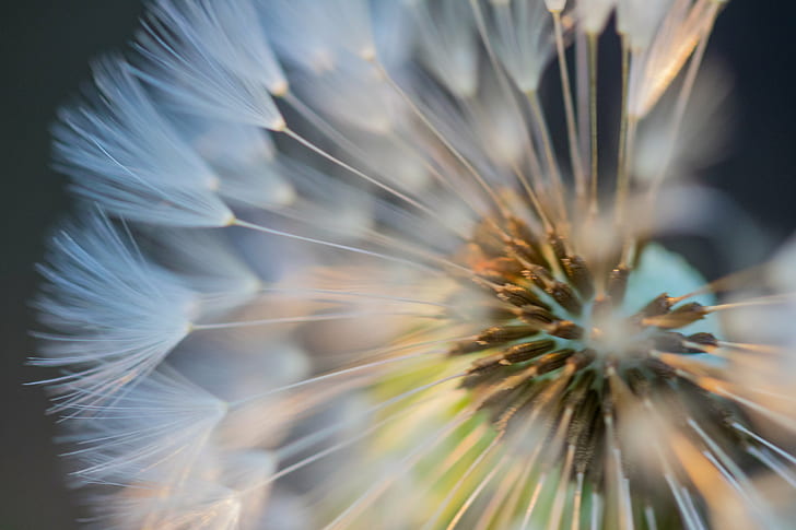 fotografi closeup dari Dandelion putih, dandelion, Dandelion, dari dekat, fotografi closeup, putih, bunga, makro, makro, alam, close-up, Wallpaper HD