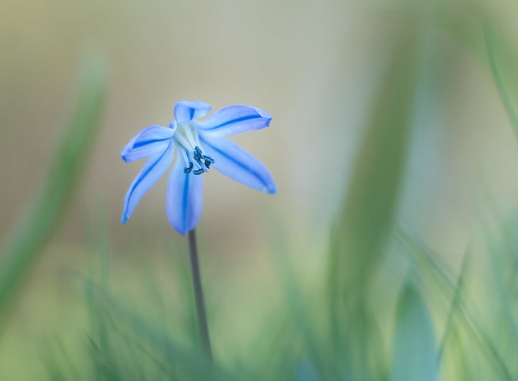 Siberian Squill, Early Spring Flower, Seasons, Spring, Blue, Nature, Flower, Photography, Macro, Siberian, Bloom, Springtime, flora, earlyspring, blueflower, harbingerofspring, Squill, Scilla, ScillaSiberica, WoodSquill, SiberianSquill, HD wallpaper