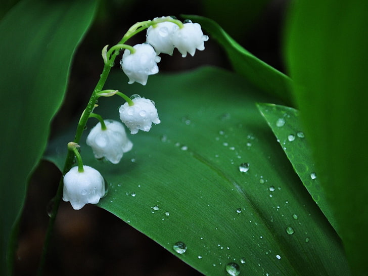 white lily of the Valley flowers, muguet, flower, bell, drops, dew, morning, leaves, HD wallpaper