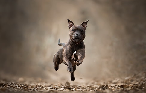 Cães, Bull Terrier, Profundidade de Campo, Cão, Animal de Estimação, Staffordshire Bull Terrier, HD papel de parede HD wallpaper