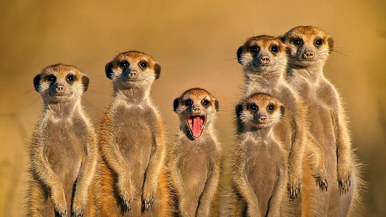 brun meerkat, meerkats, djur, natur, familj, ansikte, öppen mun, HD tapet HD wallpaper
