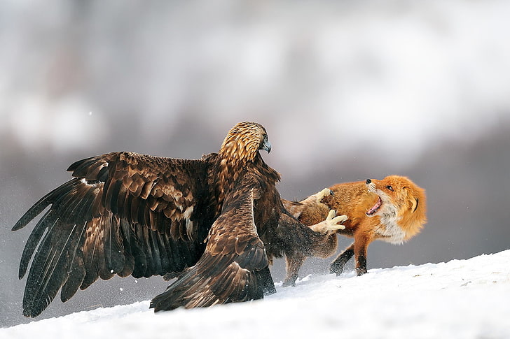 brown eagle and fox, animals, eagle, fox, fighting, snow, golden eagles, birds, HD wallpaper