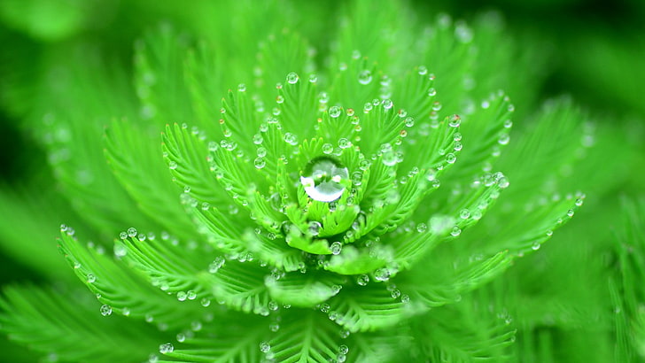 grön bladväxt med vatten på grund, närbild, vattendroppar, natur, makro, växter, löv, grön, skärpedjup, HD tapet