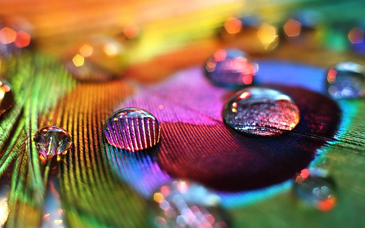 peacock feather and water dew, macro photography of water due drop, macro, water drops, feathers, colorful, peacocks, tilt shift, HD wallpaper