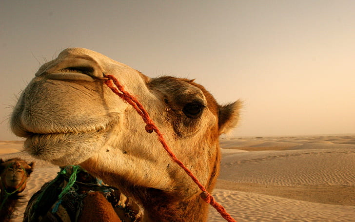 kameler, djur, öken, HD tapet