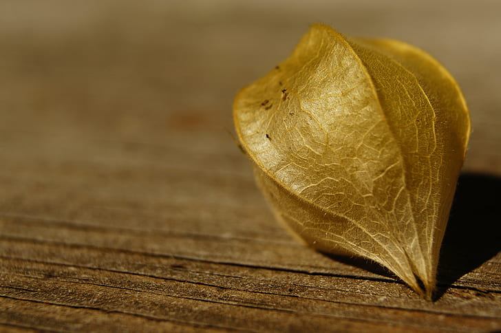brown Physalis on brown wooden plank, po, haw, gold, brown, Physalis, wooden plank, ground cherry, macro, leaf, nature, autumn, close-up, plant, backgrounds, HD wallpaper