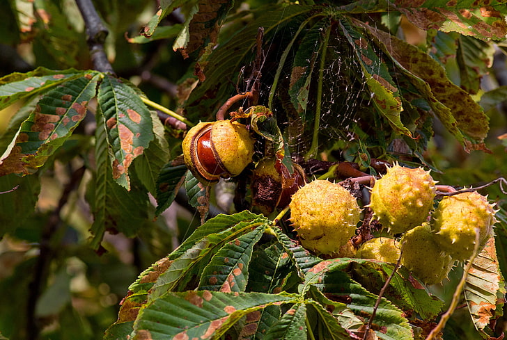 lantana fruit, autumn, leaves, tree, chestnut, HD wallpaper