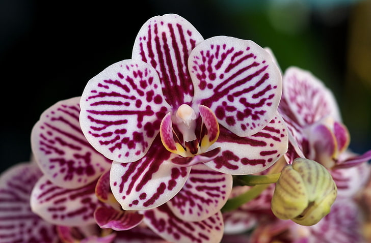 white-and-pink moth orchid, orchids, flowers, spotted, close-up, HD wallpaper