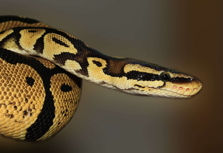 ball python, macro, python regius, reptile, snake, HD wallpaper