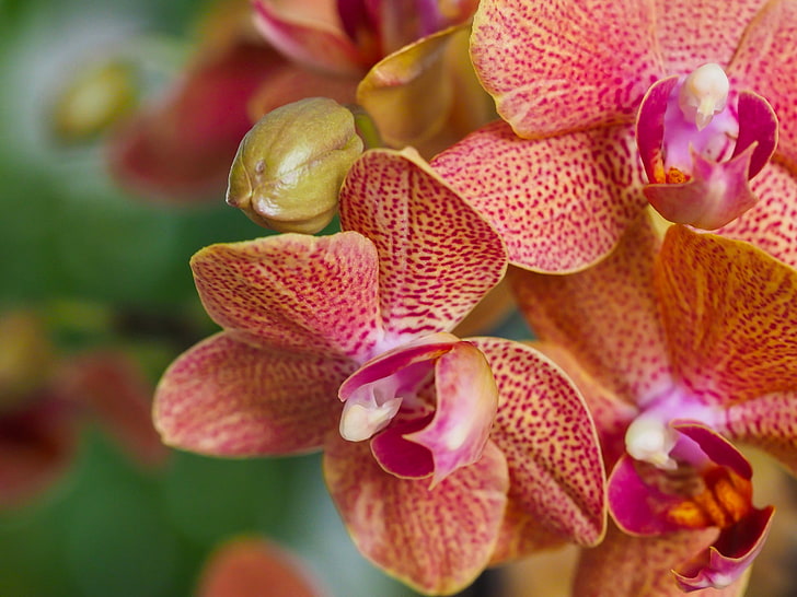macro, orchidées, exotiques, Phalaenopsis, Fond d'écran HD