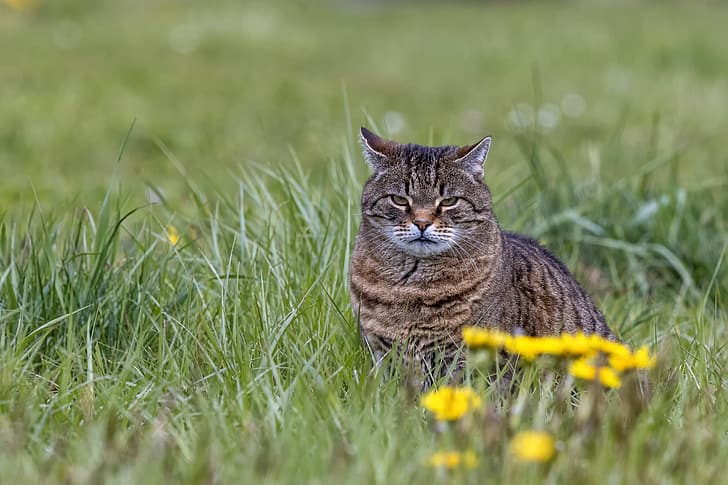 трева, котка, поглед, цветя, Коте, сериозно, HD тапет