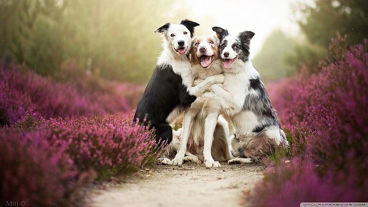 tiga dewasa collie perbatasan putih, coklat, dan hitam, hewan, anjing, Border Collie, lavender, pelukan, alam, kabut, tersenyum, ungu, siang hari, Best Friend, kesayangan, persahabatan, humor, Wallpaper HD
