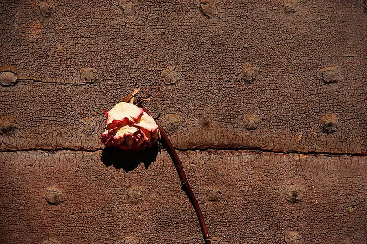 rose, Withered, dried flower, HD wallpaper