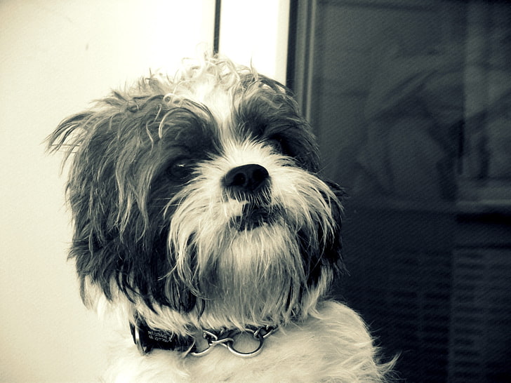 anjing, Shih Tzu, Wallpaper HD